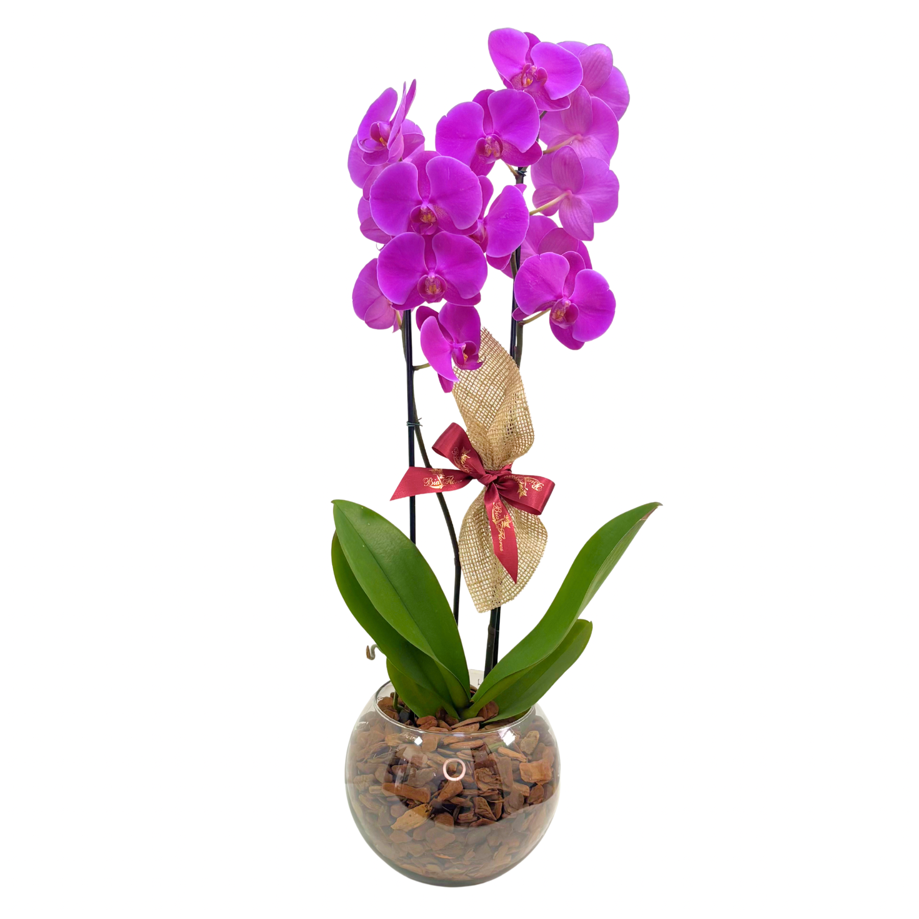 Orqu��dea Phalaenopsis Dupla no Vidro - Cores Sortidas