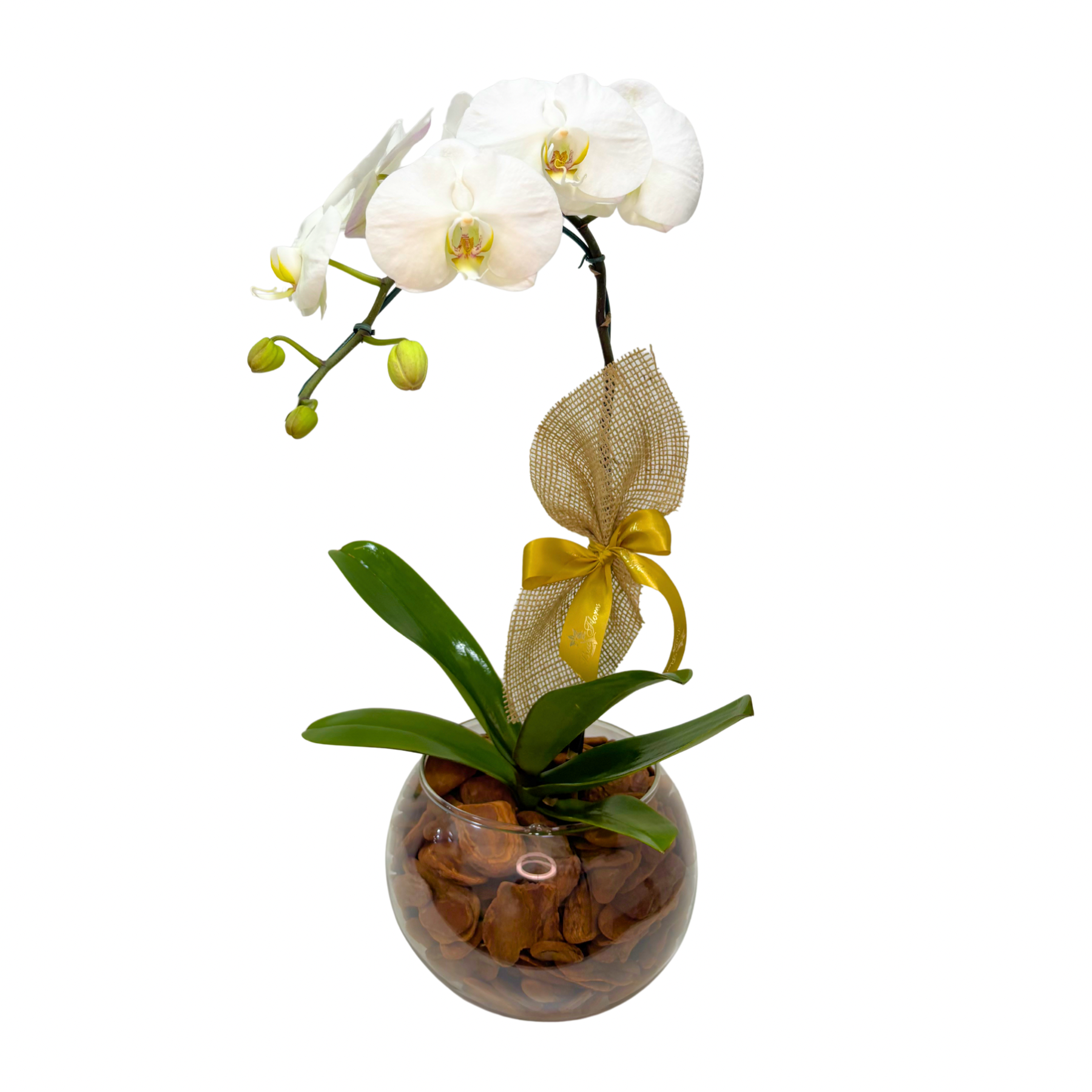 Orqu��dea Phalaenopsis Premium
