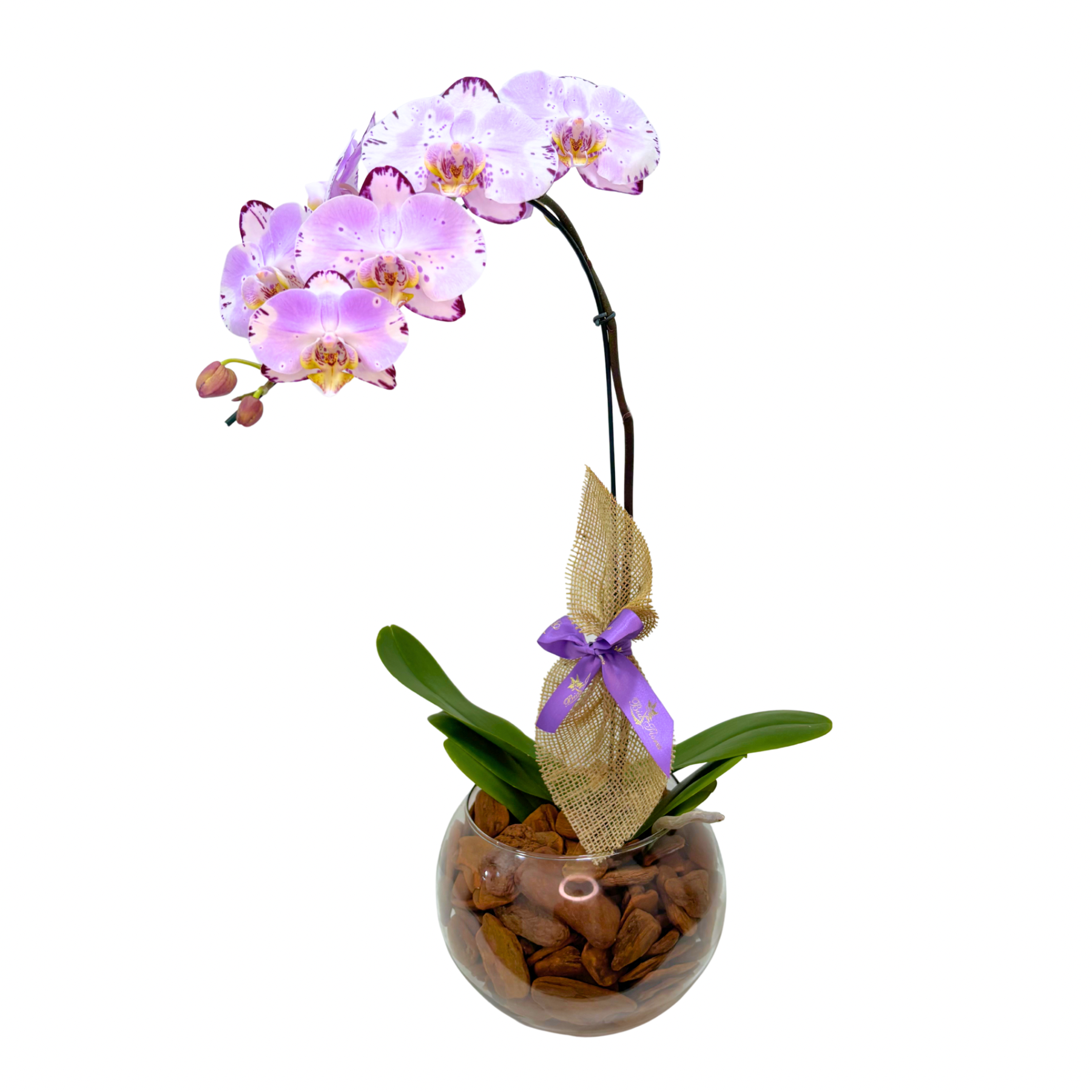 Orqu��dea Phalaenopsis Premium