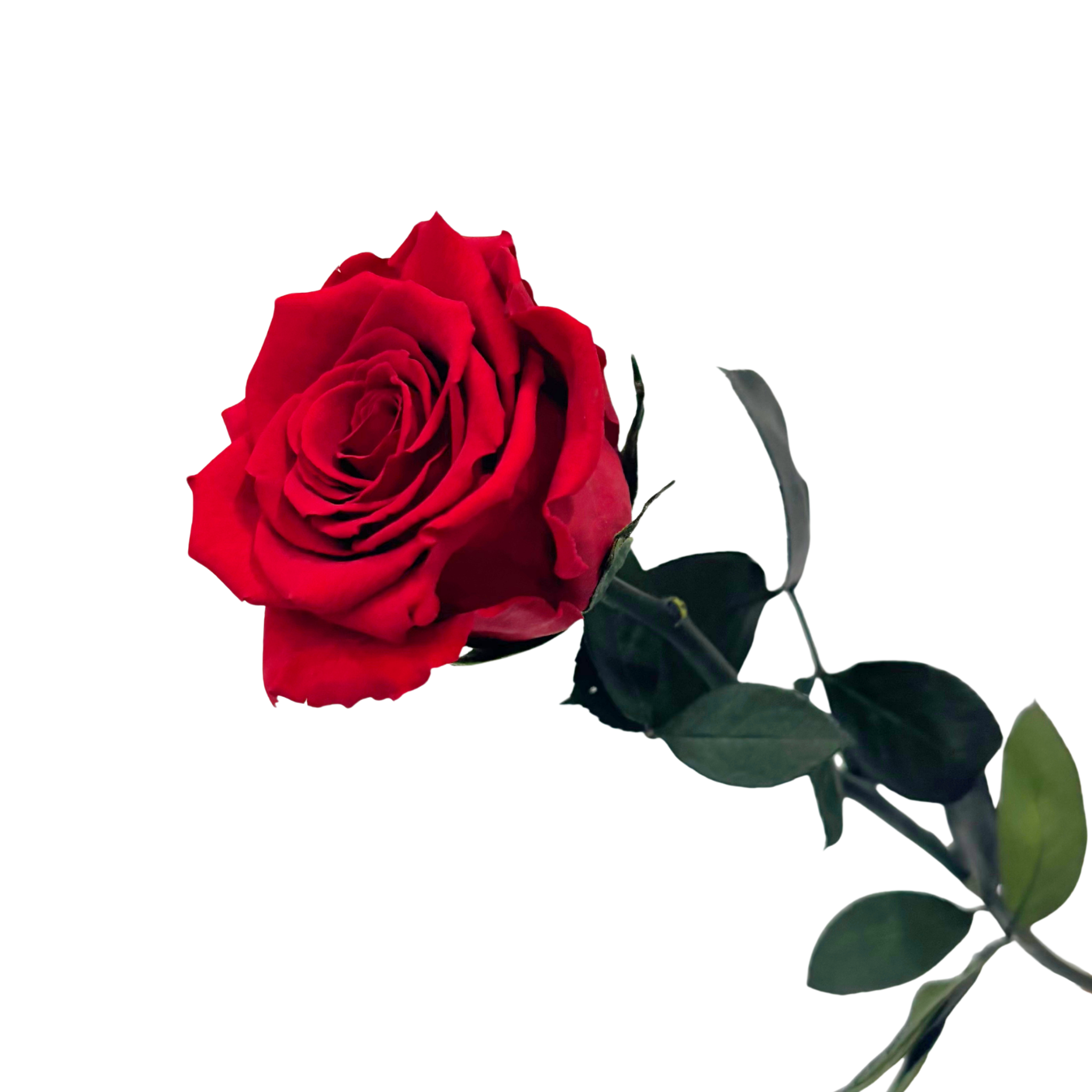 Rosa Preservada Vermelha