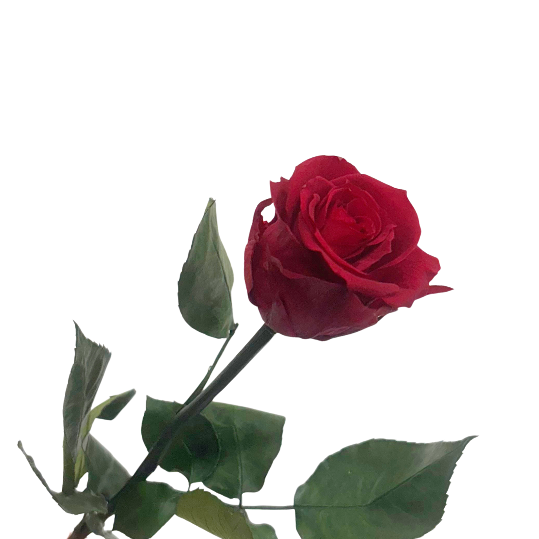 Rosa Preservada Bord�