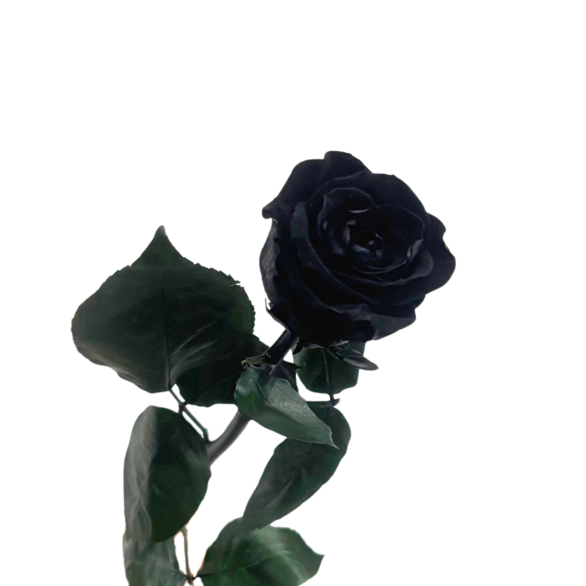 Rosa Preservada Preta