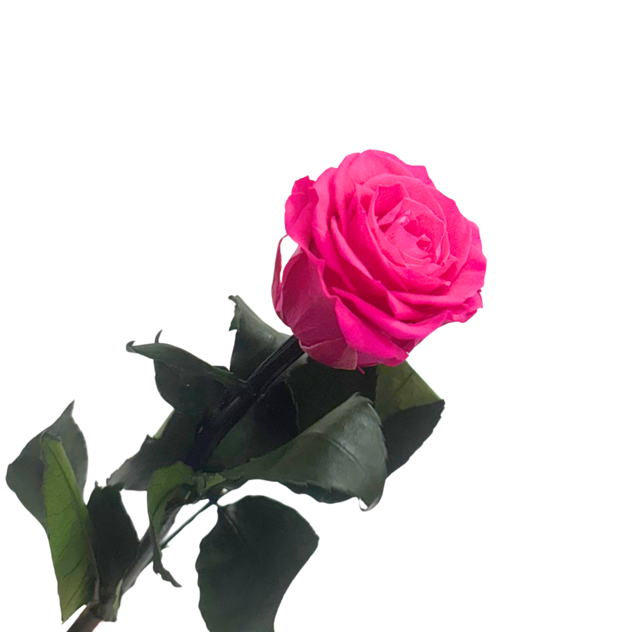 Rosa Preservada Pink