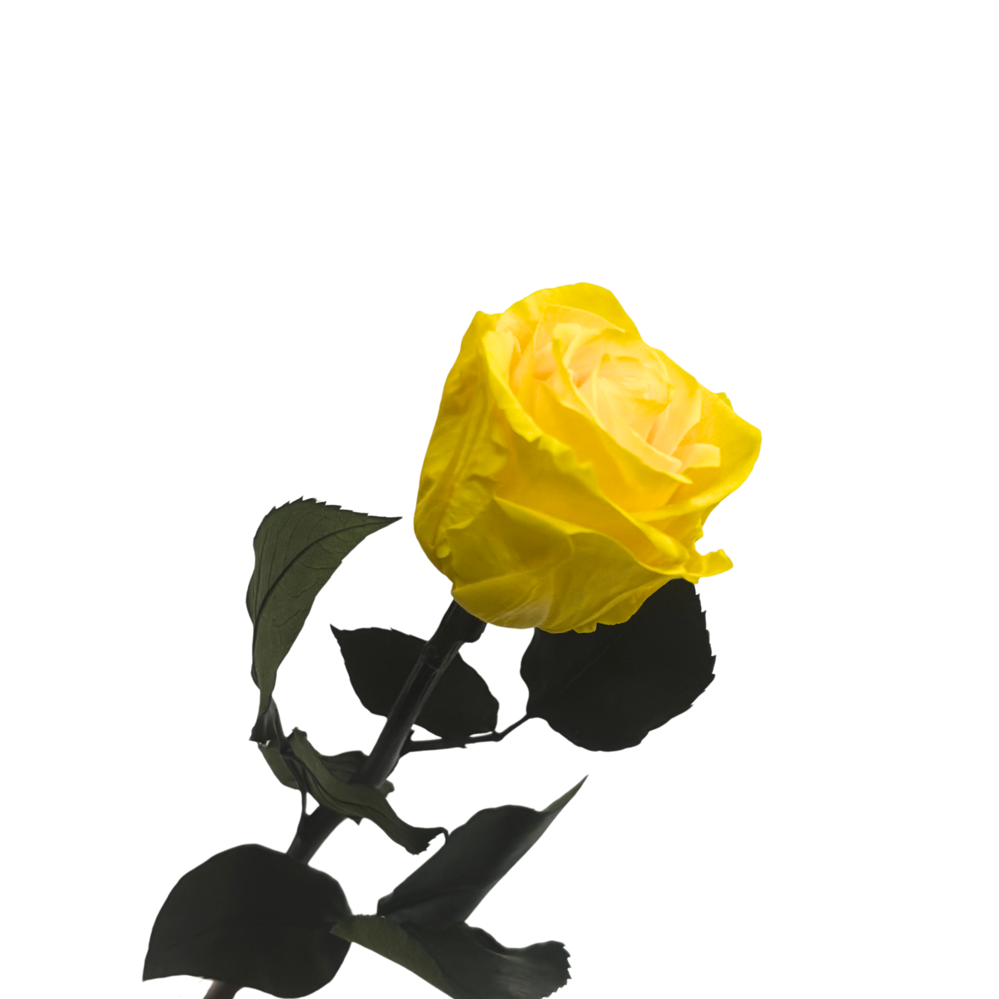 Rosa Preservada Amarela