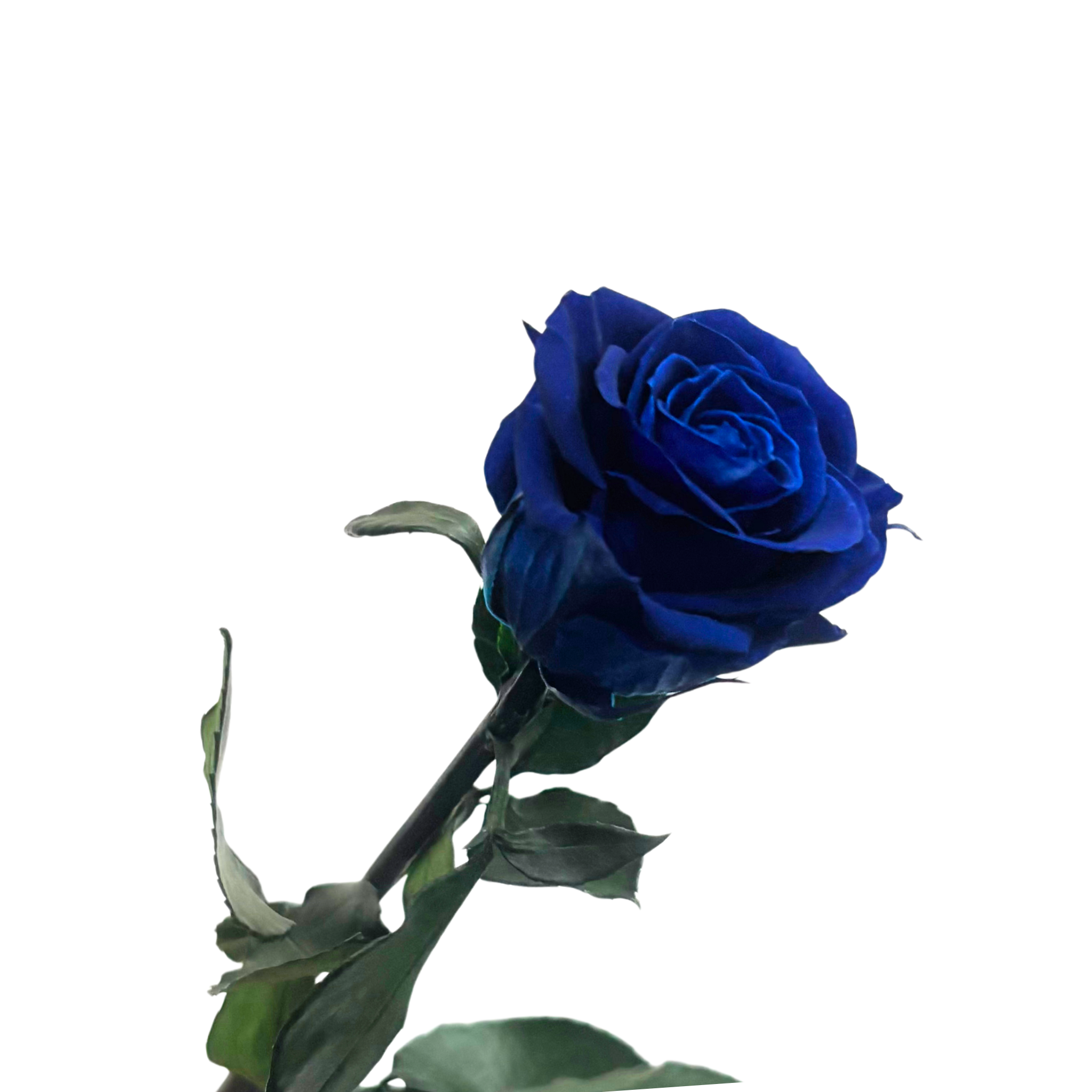 Rosa Preservada Azul Marinho