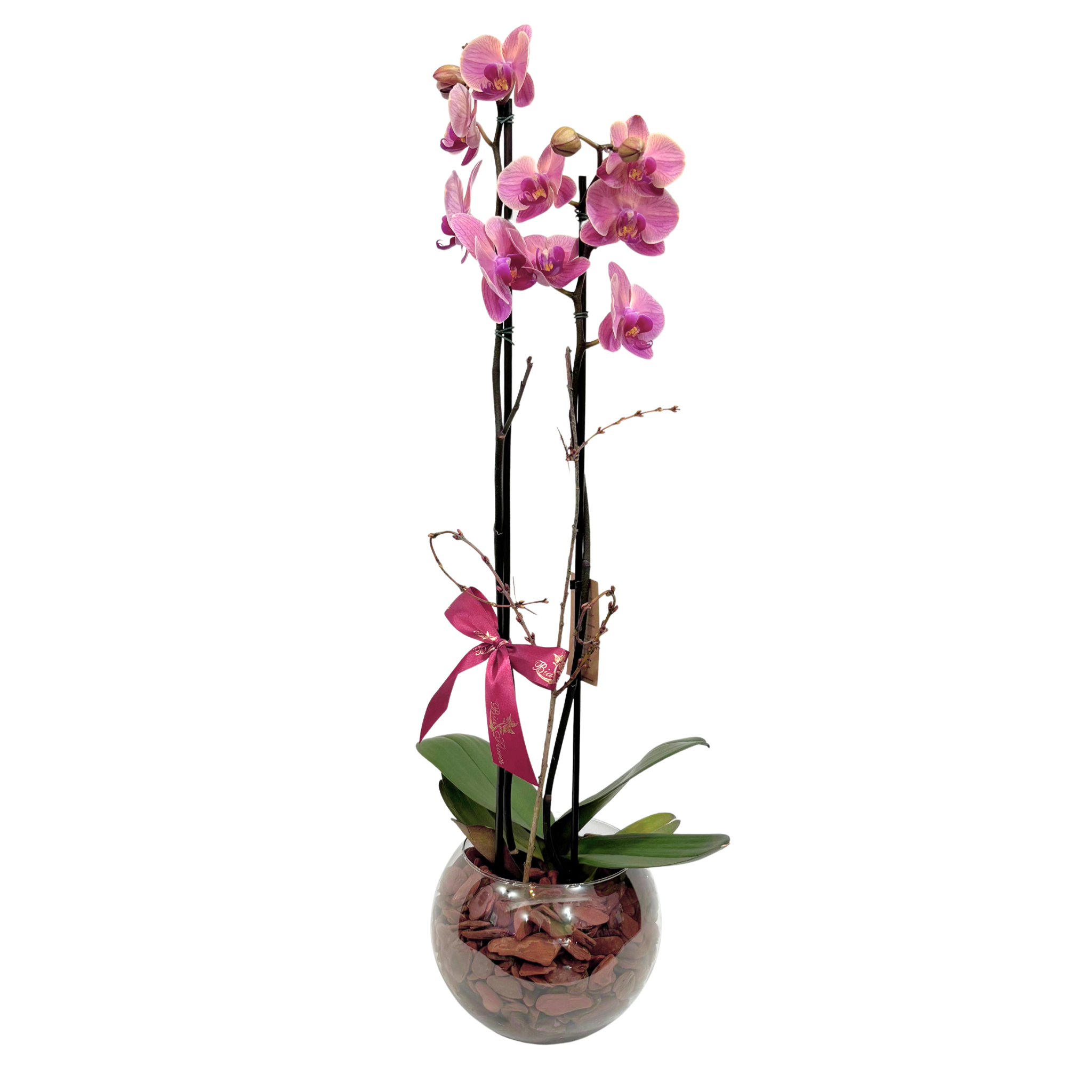 Orqudea Phalaenopsis no Vidro - Cores Sortidas