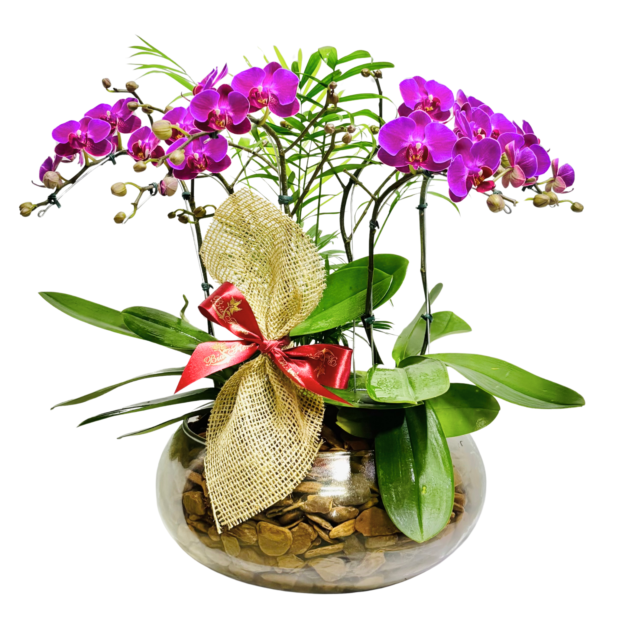 Especial de Mini Orqudea Lils no Vidro