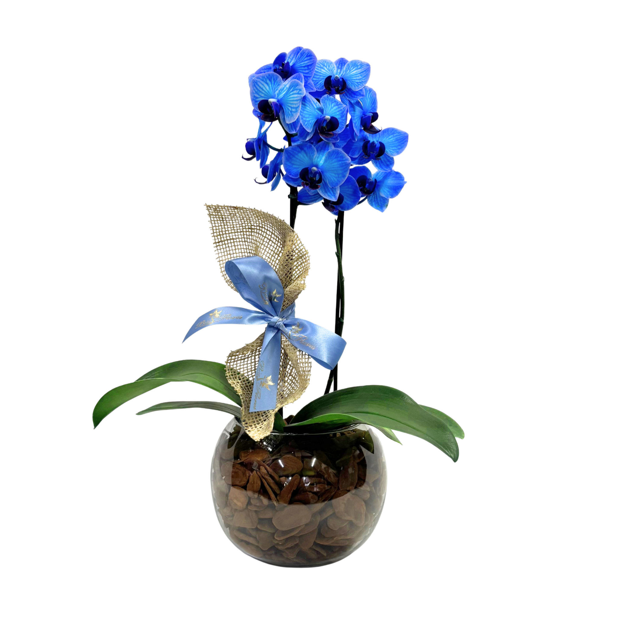 Mini Orqudea Azul