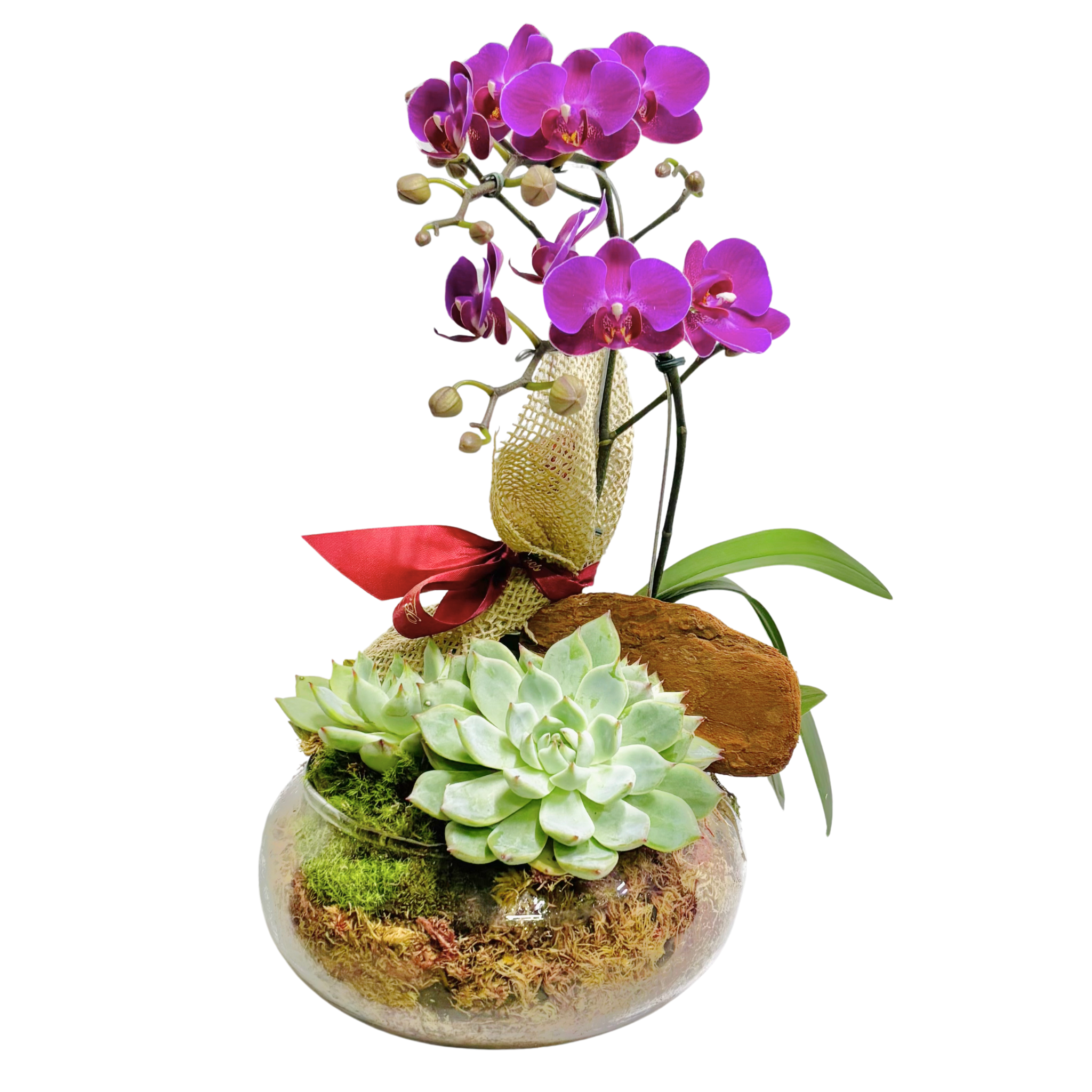 Mini Orqudeas